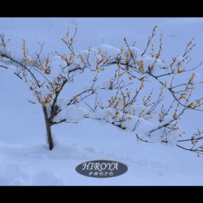 03｢大雪の花見山｣福島市長賞
