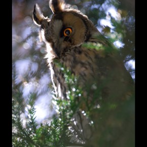 05｢凝視｣伊達市教育委員会教育長賞