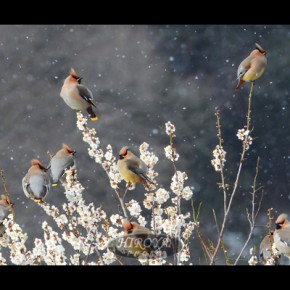 09「たわわにレンジャク」須賀川市教育委員会教育長賞