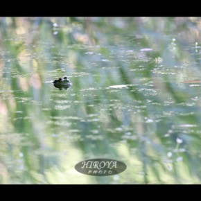 16「夏休み」福島市写真美術館賞