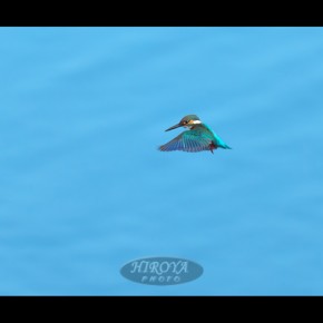 26[青の舞」株式会社カラーサイエンスラボ賞