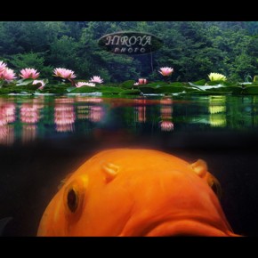 31[共存」福島県写真連盟特別賞