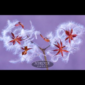 32[冬のおとずれ」福島県写真連盟特別賞