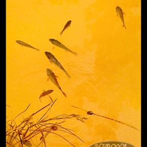 「水弛む湖沼の日だまり」福島県写真連盟特別賞